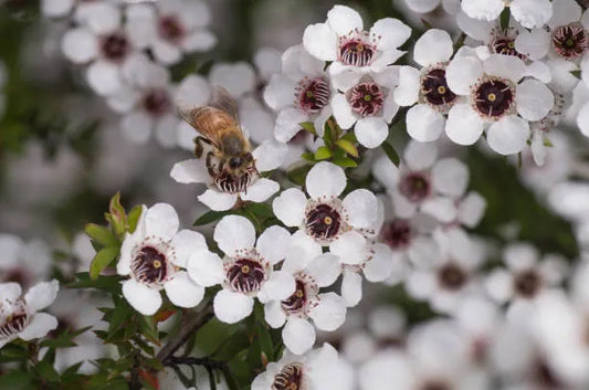 Mānuka Honey and the Mānuka Tree