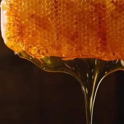 The Wonder of How Bees Make Honey